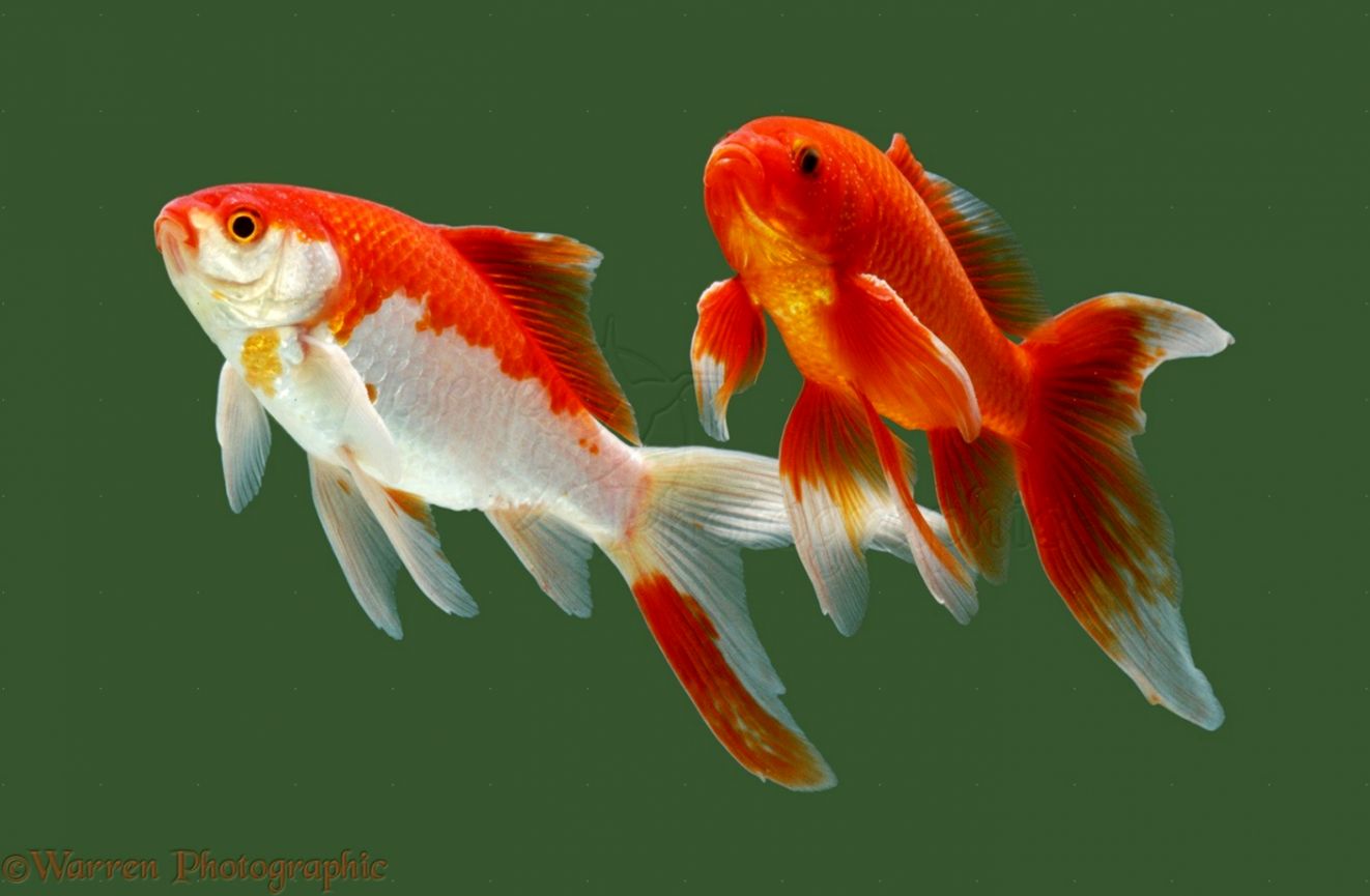 Goldfish Fish Facts & Wallpapers Pictures Download - Gold Fish - HD Wallpaper 