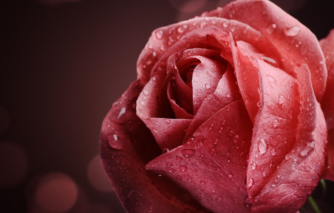 Photo Wallpaper Flower Water Drops Macro Flowers Rozy Makro