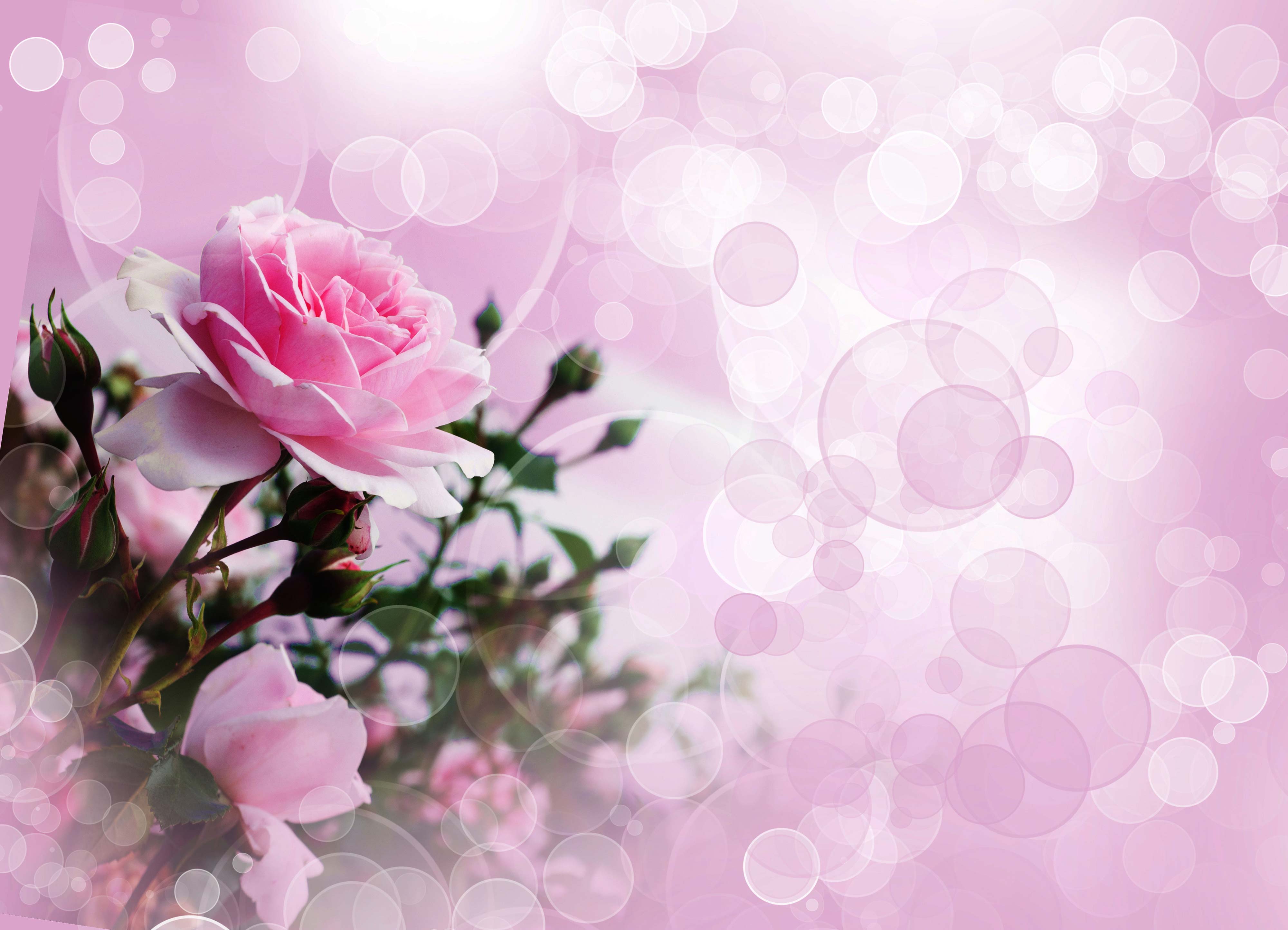 Pink Rose Hd Wallpaper - HD Wallpaper 