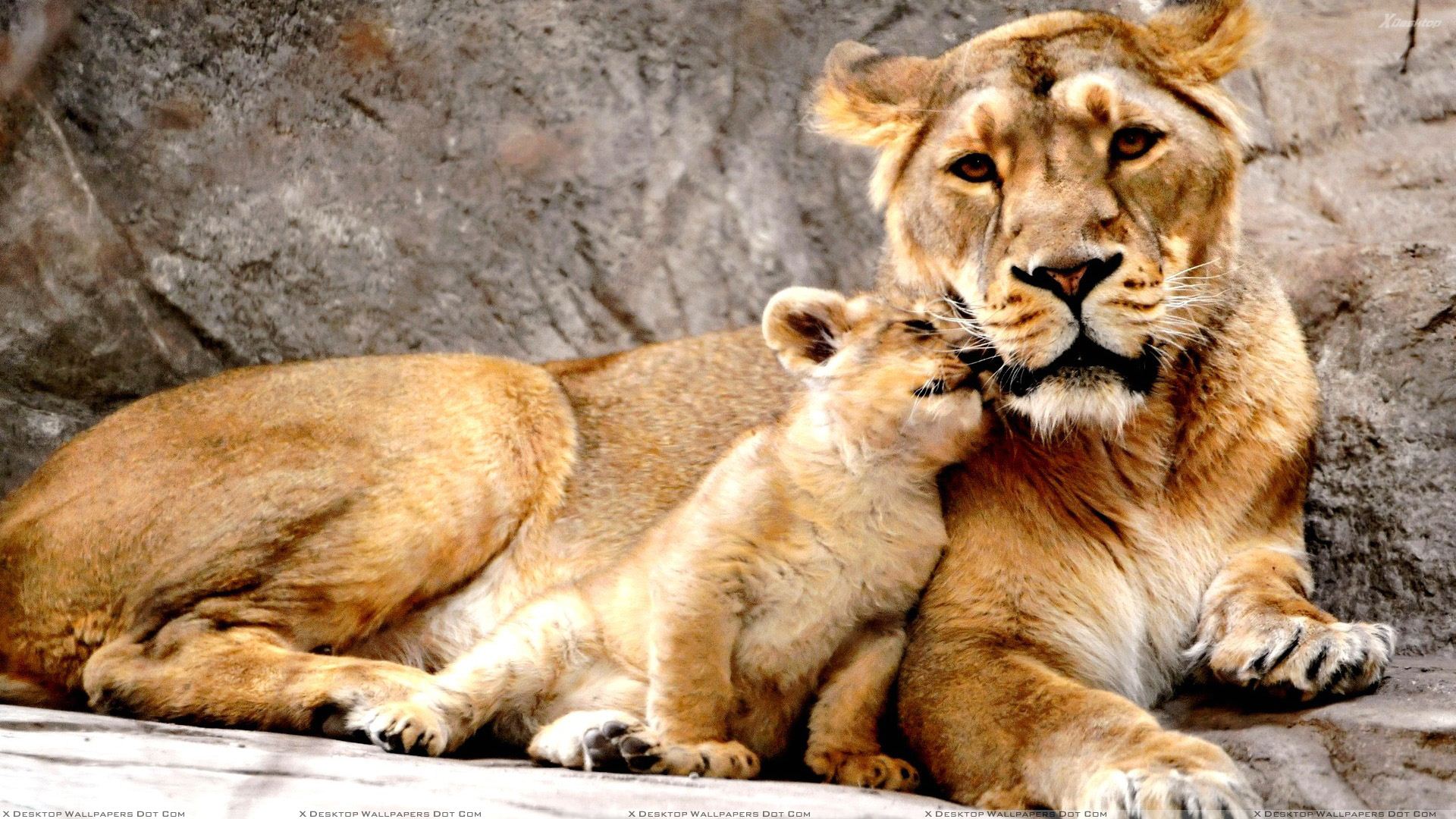 Happy Mothers Day Baby Animals - HD Wallpaper 