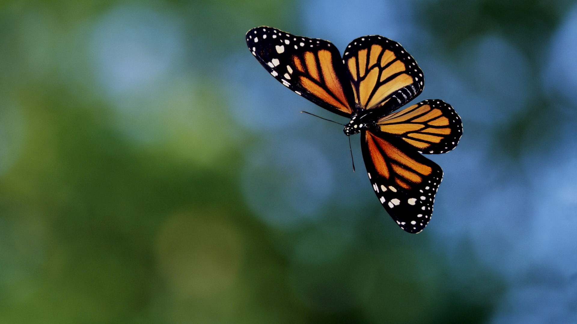 Beautiful Butterfly Wallpapers Hd Pictures One Hd Wallpaper - Flying Butterfly Hd - HD Wallpaper 