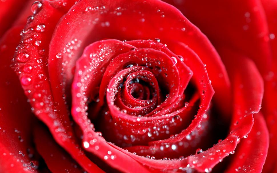 Red Rose Water Drops - HD Wallpaper 