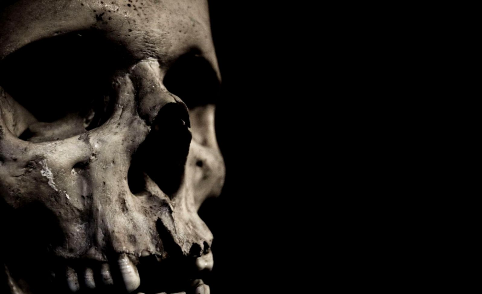 Skull Wallpaper And Background Image Id85331 - Skull Hd - HD Wallpaper 