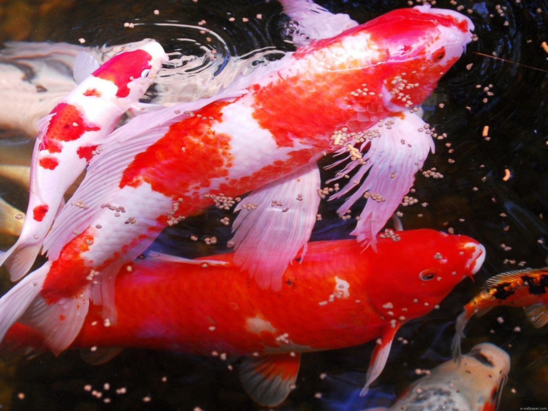 1920x1440, Koi Carp 
 Data Id 273114 
 Data Src /walls/full/7/6/0/273114 - Aquarium Fish - HD Wallpaper 