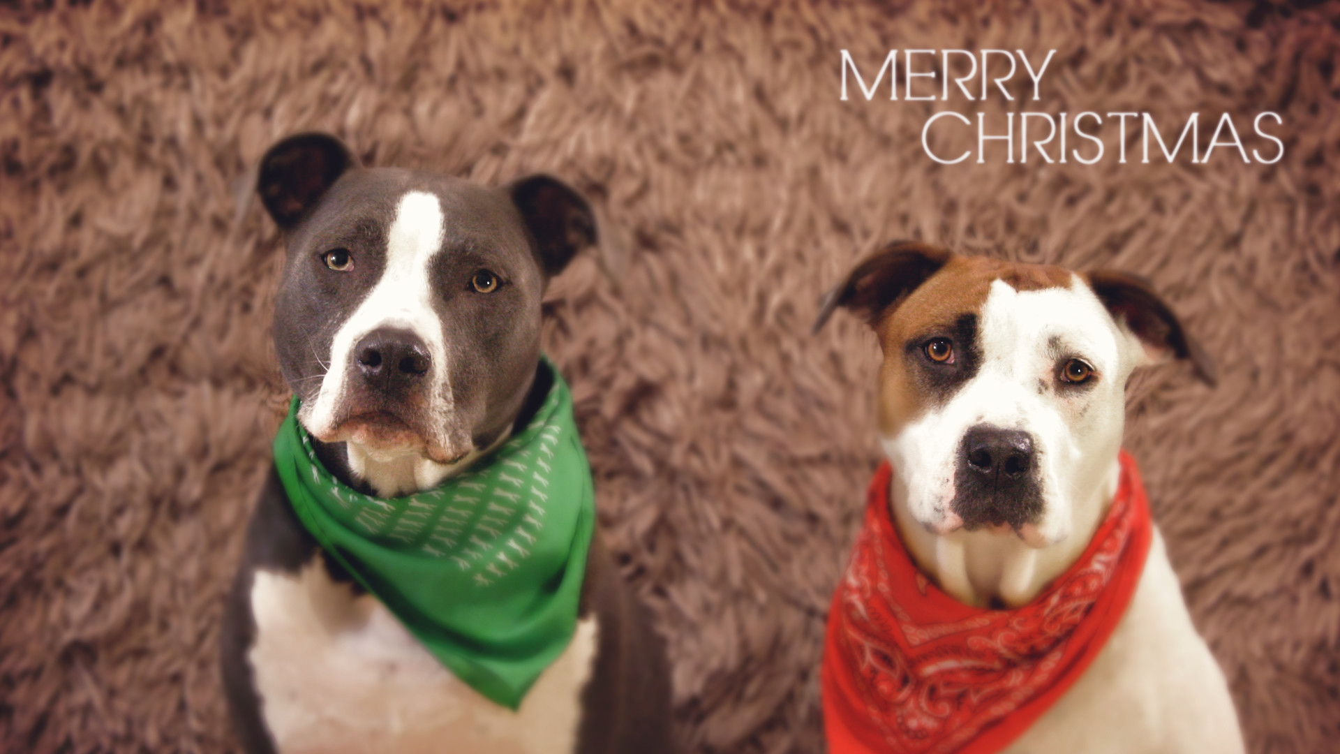 Pitbull Merry Christmas Pitbulls Pets Un Domesticated - Christmas Pitbull - HD Wallpaper 
