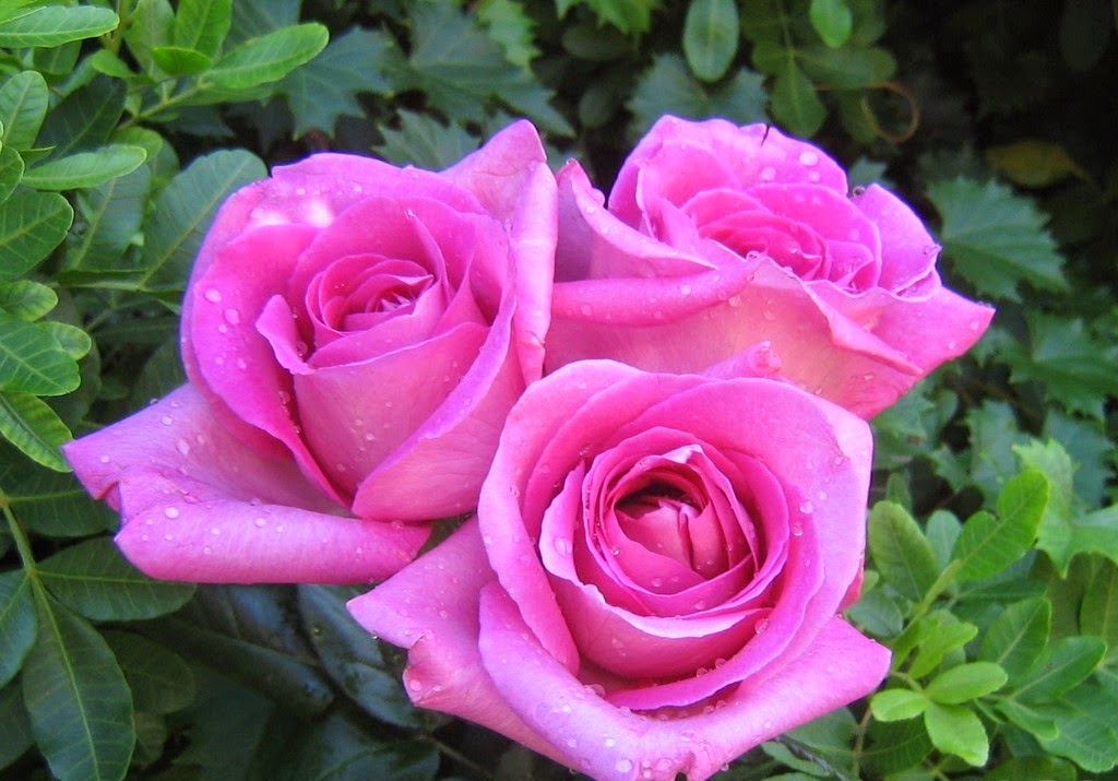 Pink Rose Image Hd - HD Wallpaper 