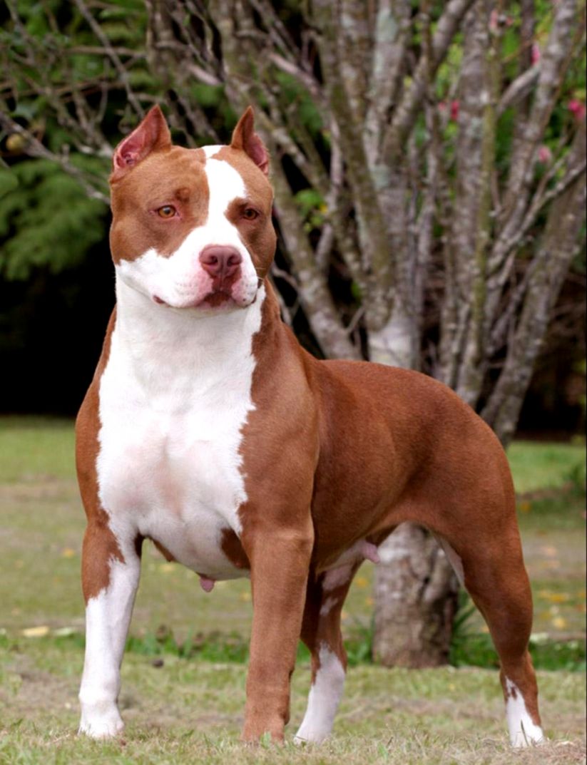 American Pitbull Terrier Hd Wallpapers New Background - American Pit Bull Terrier - HD Wallpaper 