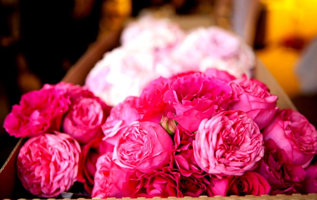 Flowers Roses Pink Beautiful Bloom Flower Wallpaper - Garden Roses - HD Wallpaper 