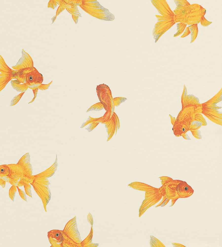 Goldfish Wallpaper - Gold Fish Wall Paper - HD Wallpaper 