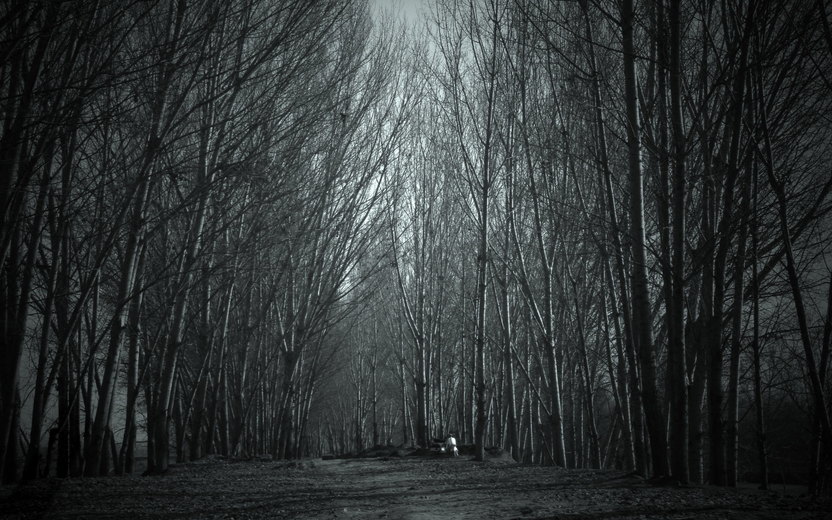 Spooky Forest - Dark Wallpaper For Macbook Pro - HD Wallpaper 