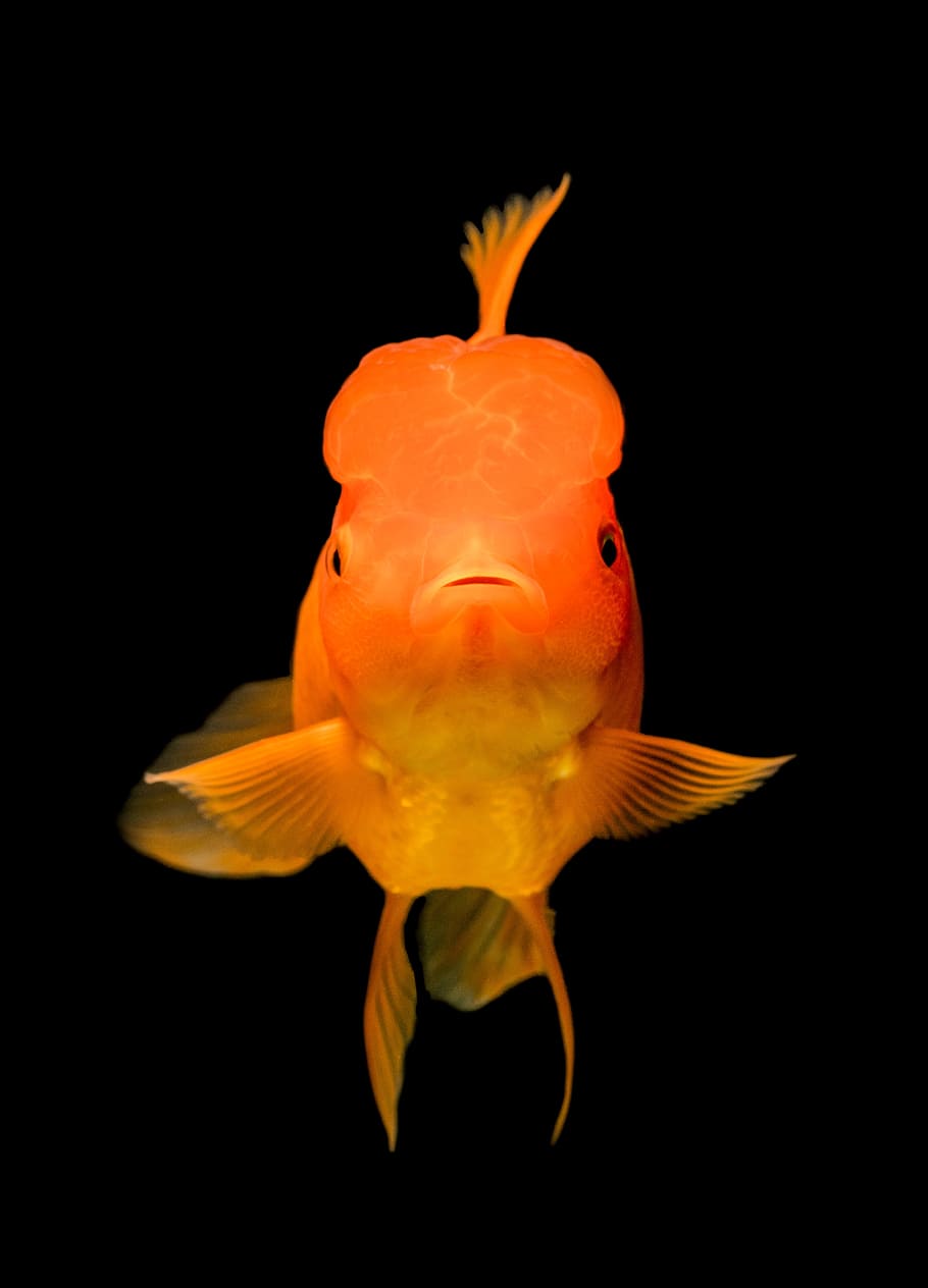 Gold Fish, Fish Portrait, Pet Fish, Fish Photography, - Haiku Poems About Plastic - HD Wallpaper 