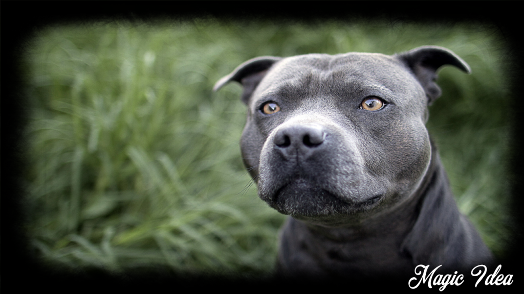 Blue Pitbulls High Resolution - HD Wallpaper 