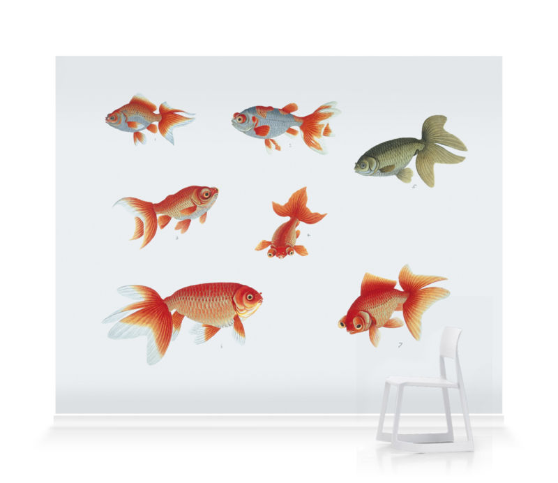 Goldfish - HD Wallpaper 