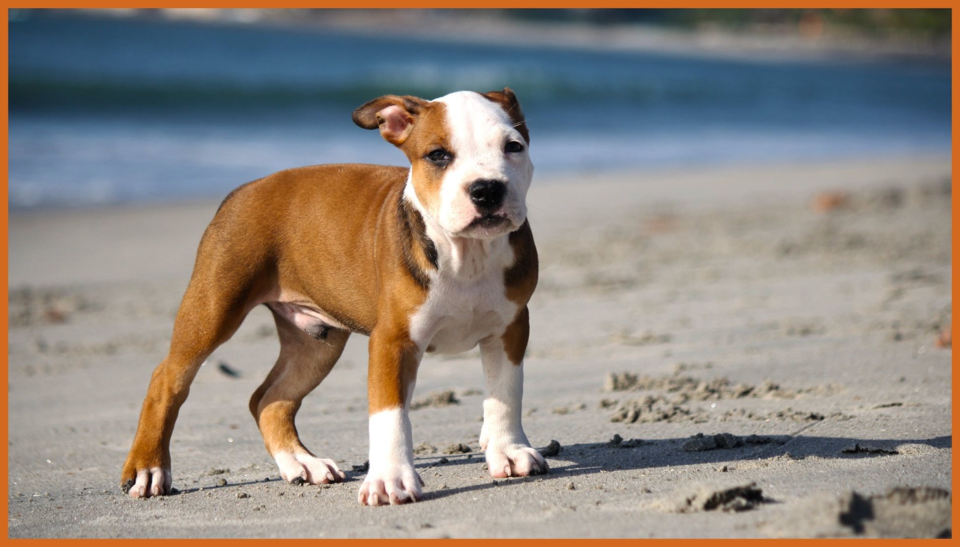 1953x1113, Fascinating Pitbull Pixels Net Pics Of Cute - Pitbull Puppy - HD Wallpaper 