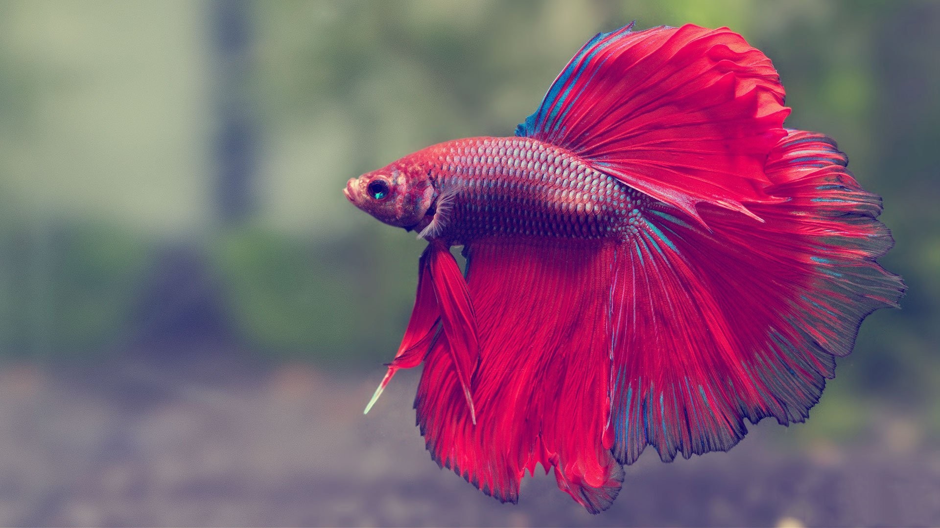 Betta Tag - Fighter Fish Wallpaper Hd 3d - HD Wallpaper 