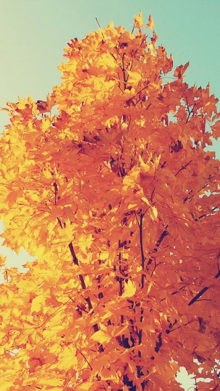 Autumn Tumblr Iphone Wallpaper - Hd Iphone 6 Wallpaper Autumn - HD Wallpaper 