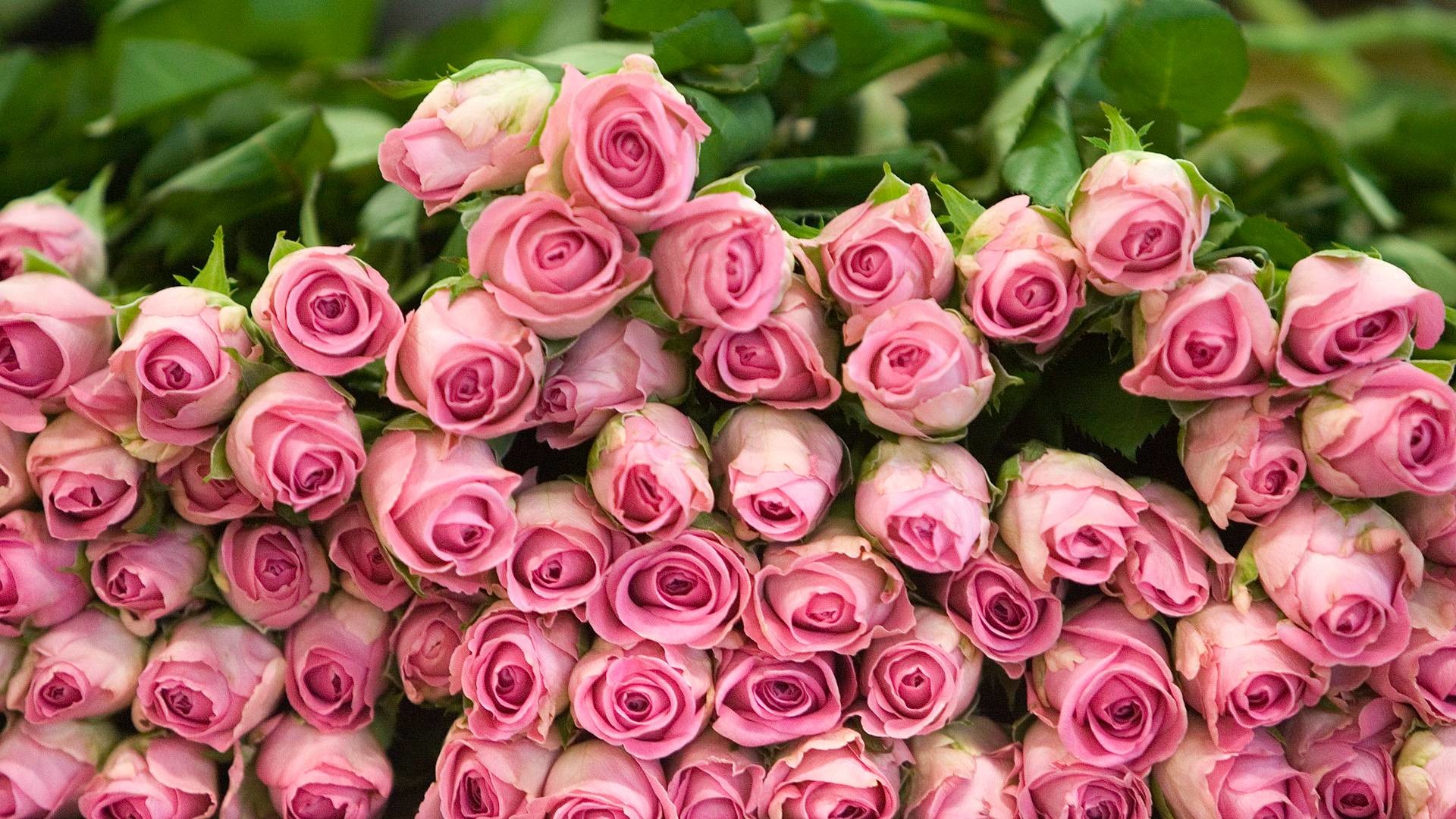 Beautiful Wallpapers Screensavers 7 
 Data Src - Beautiful Screensaver - HD Wallpaper 