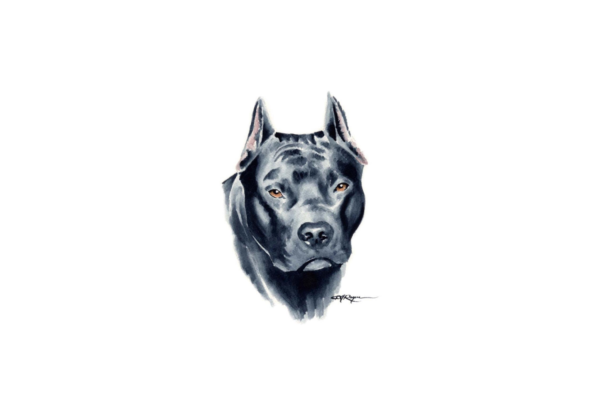 Drawn Pitbull Wallpaper - Pitbull Dog Hd Wallpapers 1080p - 2502x1740 Wallpaper Drawn Pitbull Wallpaper - Pitbull Dog Hd Wallpapers 1080p - 2502x1740 Wallpaper
