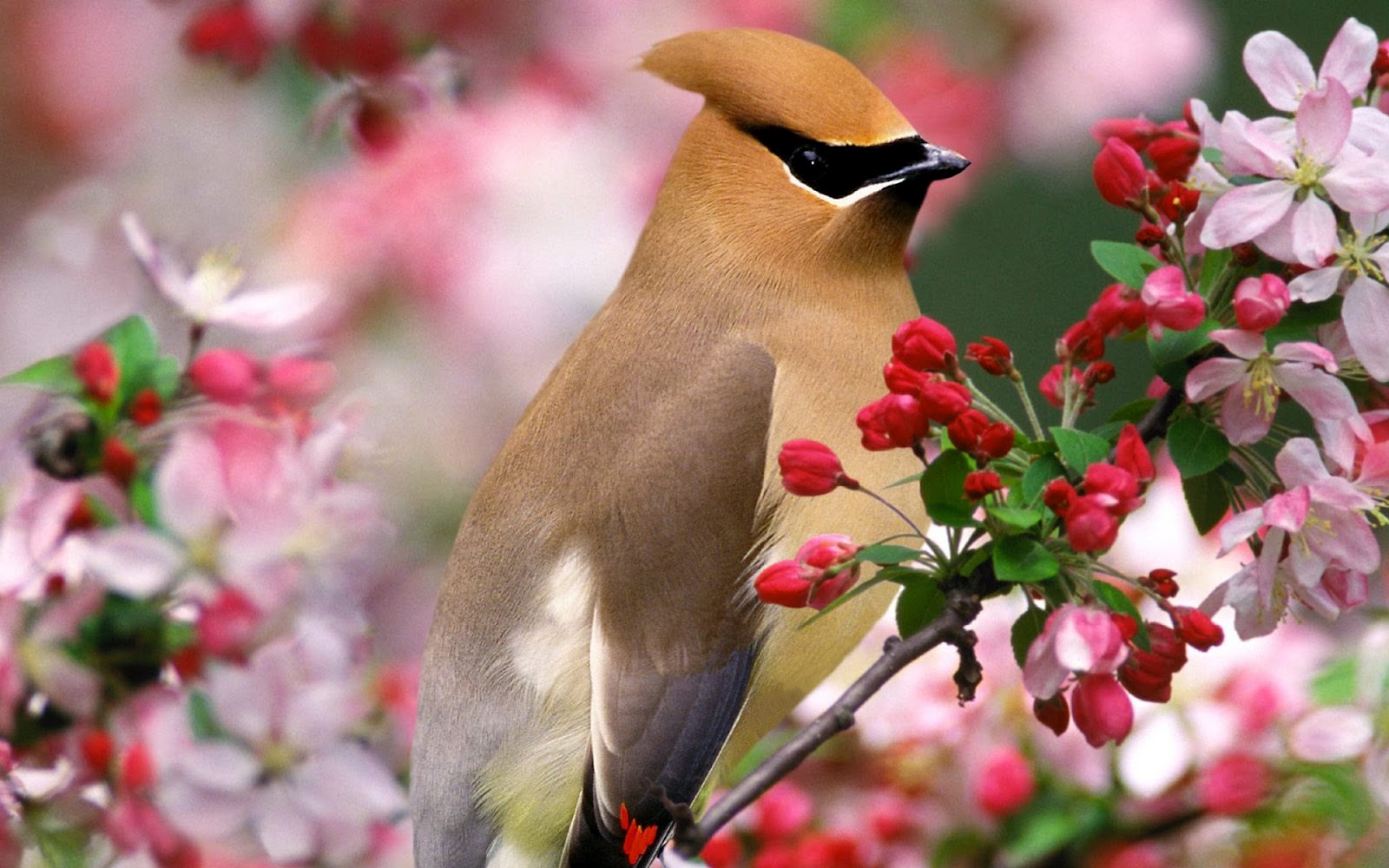 Nice Pictures Of Birds - HD Wallpaper 