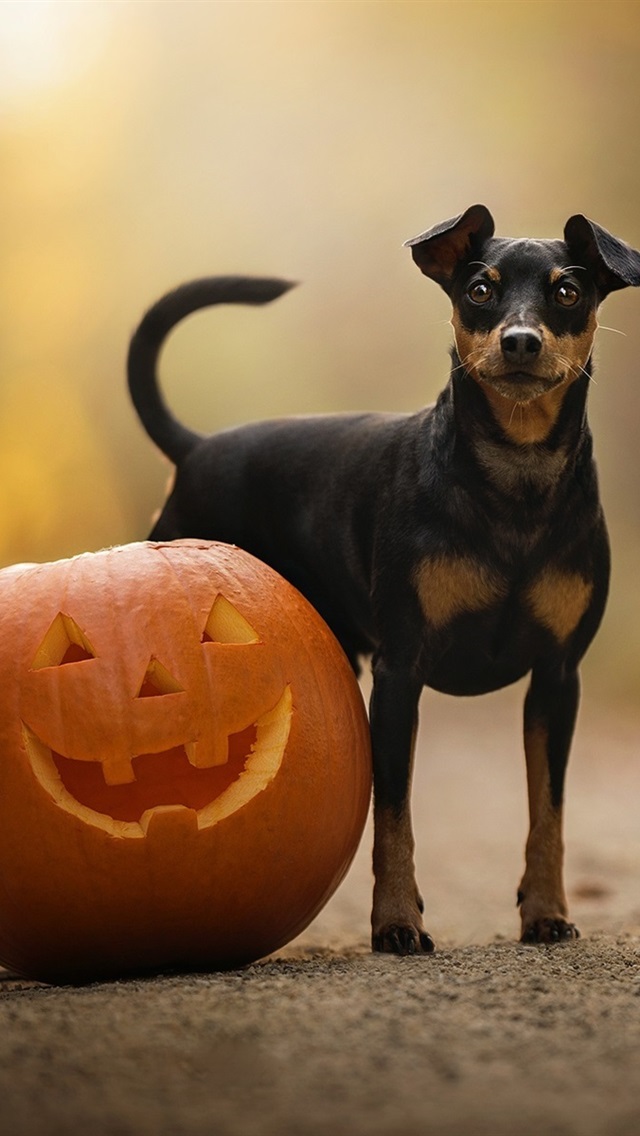 Iphone Wallpaper Dog And Pumpkin, Halloween - Halloween Dog Wallpaper Iphone - HD Wallpaper 