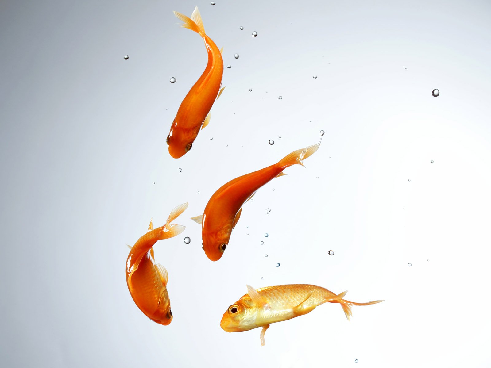 Goldfish Wallpaper - High Resolution Fish Hd - HD Wallpaper 