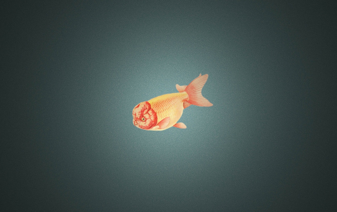 Ranchu Goldfish Wallpapers - Ranchu Goldfish - HD Wallpaper 