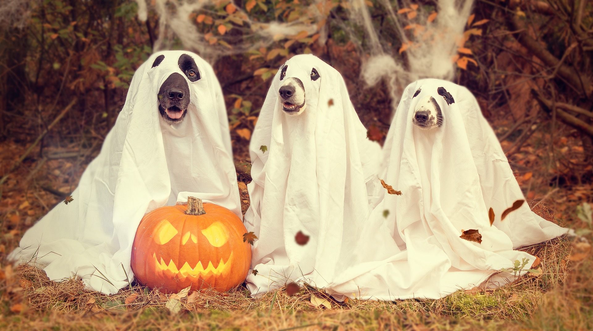 Halloween Wallpaper Hd - HD Wallpaper 