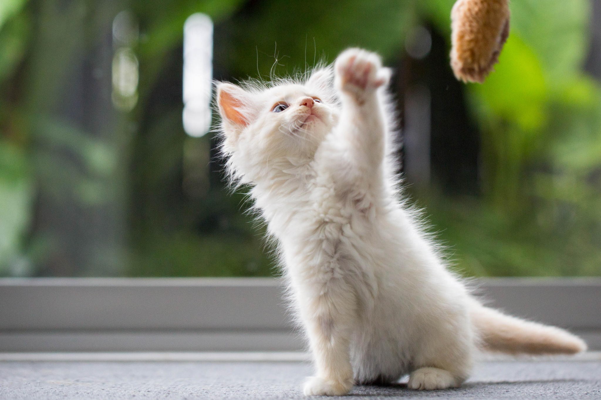 Animal Images Hd, Funny Wallpapers, Screen, Animal - Squitten - HD Wallpaper 