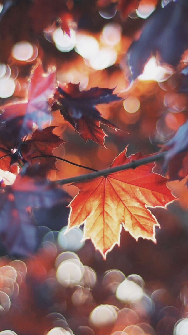 Cozy Fall Wallpaper Iphone - HD Wallpaper 