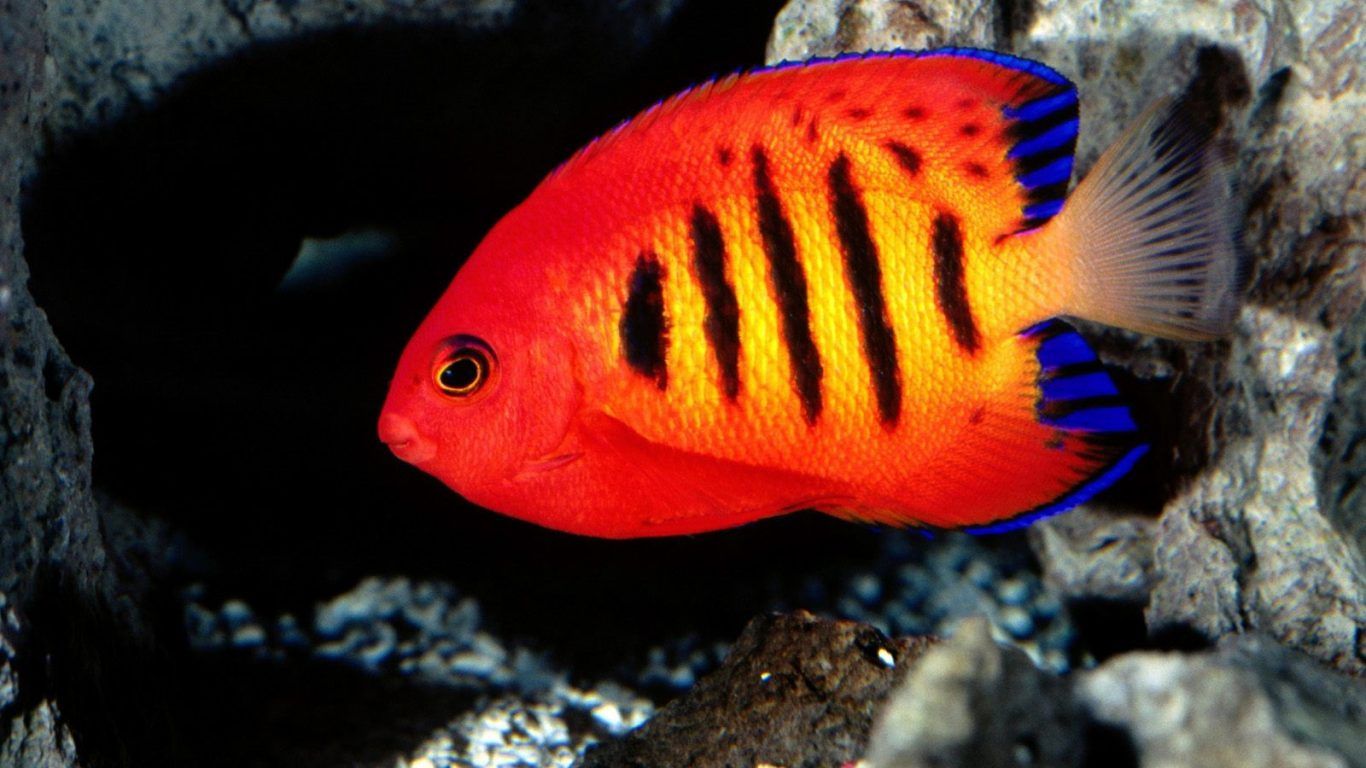Fish Art Animals Colorful Goldfish Wallpaper Desktop - Colorful Fish - HD Wallpaper 
