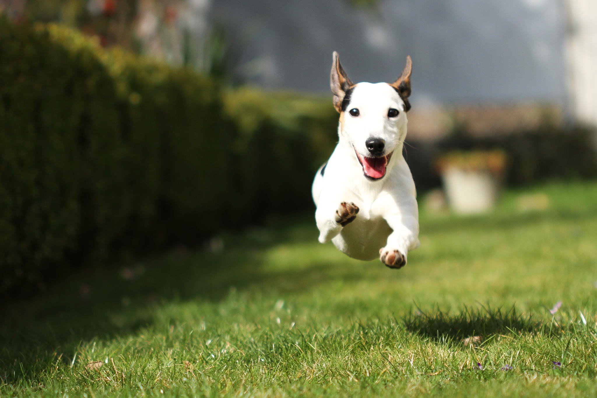 Funny Wallpapers, Best Friend, Animal Wallpapers For - Dog Catches Something - HD Wallpaper 