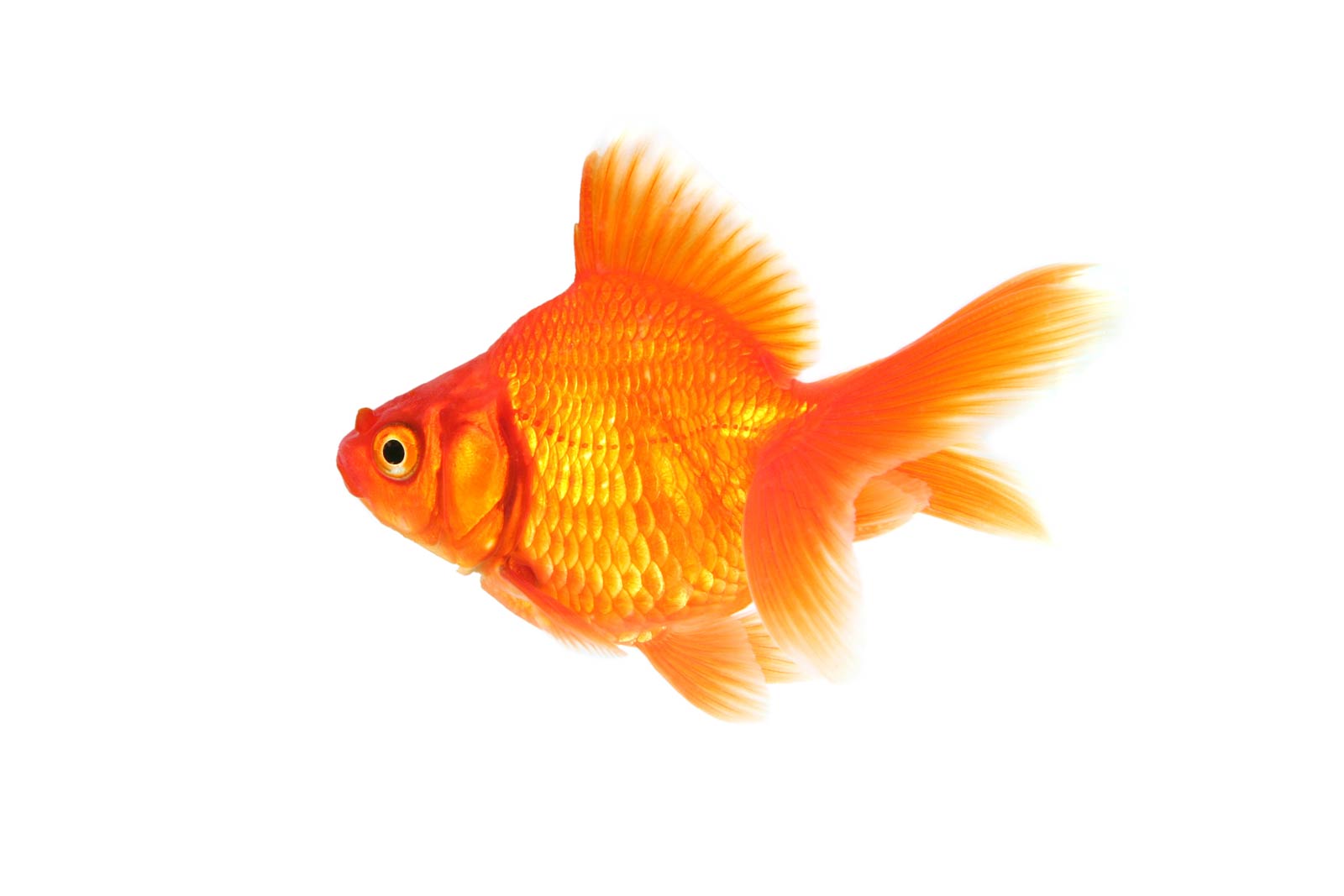 Free Goldfish Wallpaper Wallpapers Download - Goldfish Would You Wish - HD Wallpaper 
