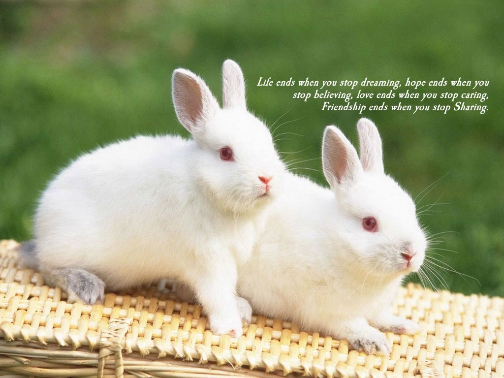 Friendship Wallpapers 1080p - HD Wallpaper 