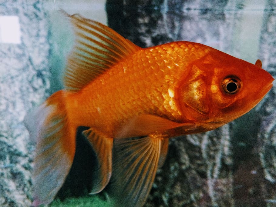 Fish, Animal, Goldfish, China, Ying Bin Da Dao, Anqing - Goldfish - HD Wallpaper 