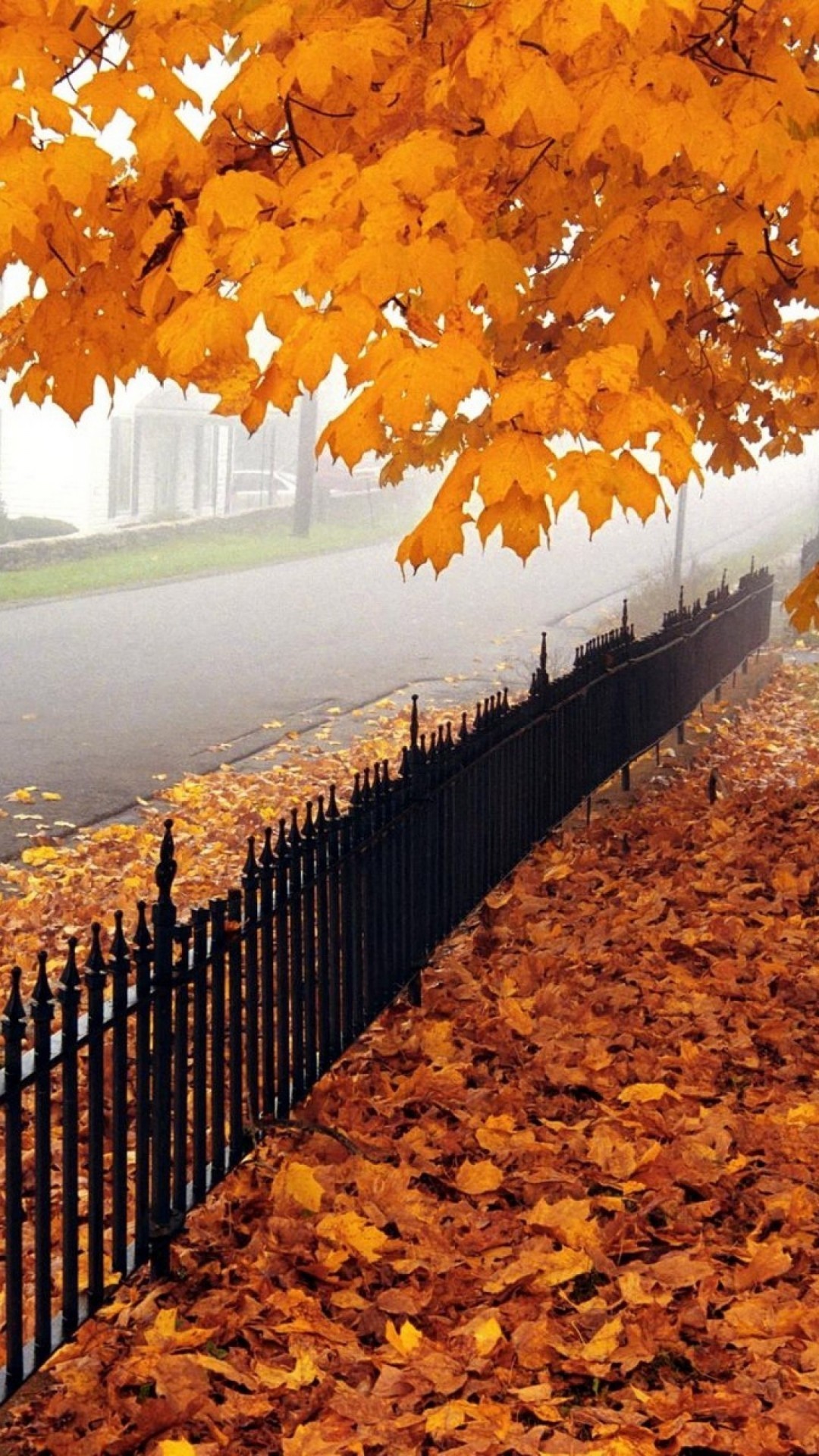 Autumn Background Wallpaper - Hd Wallpaper Download Background - HD Wallpaper 