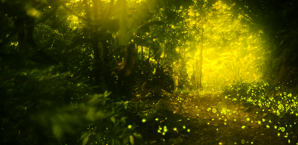 Fireflies: Finding Light In A Dark World - HD Wallpaper 