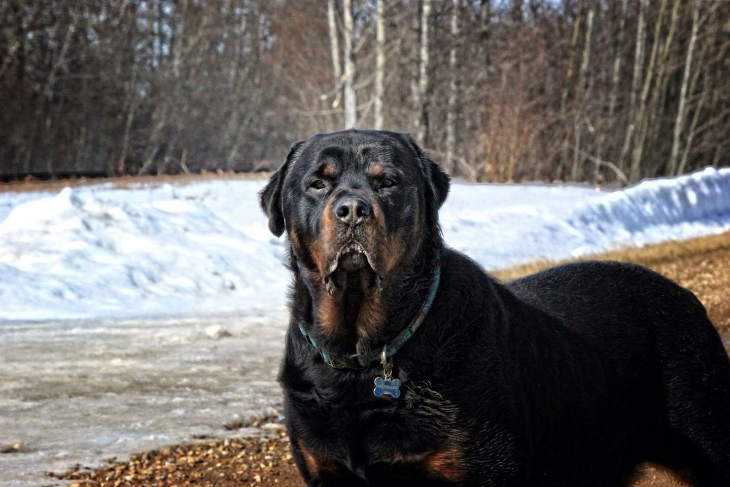 Funny Wallpapers, Download Animal Photos, Cute Animals, - Rottweiler - HD Wallpaper 