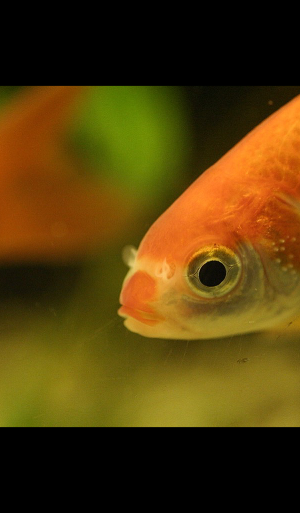 Goldfish - HD Wallpaper 