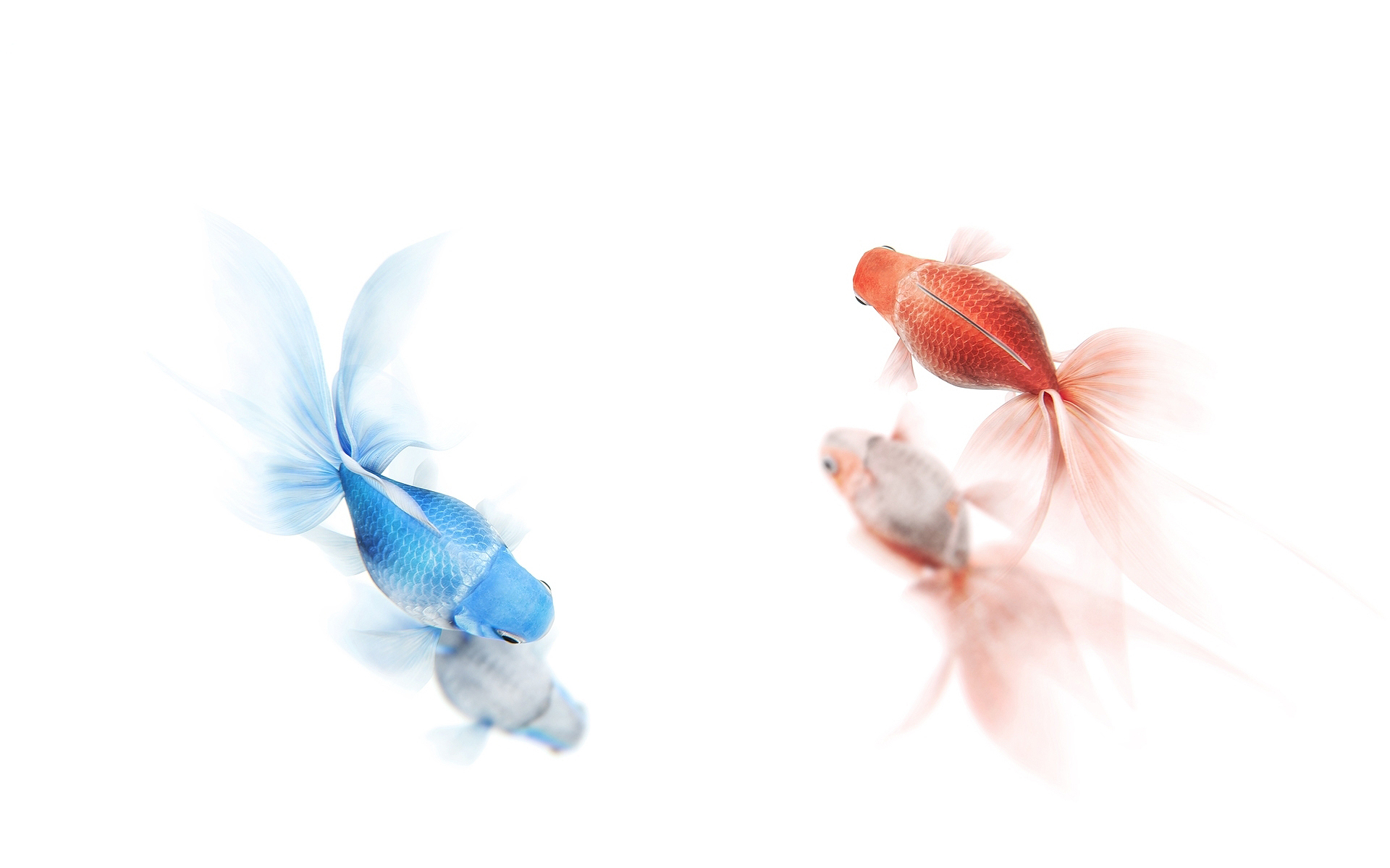 Red Blue Goldfish - HD Wallpaper 