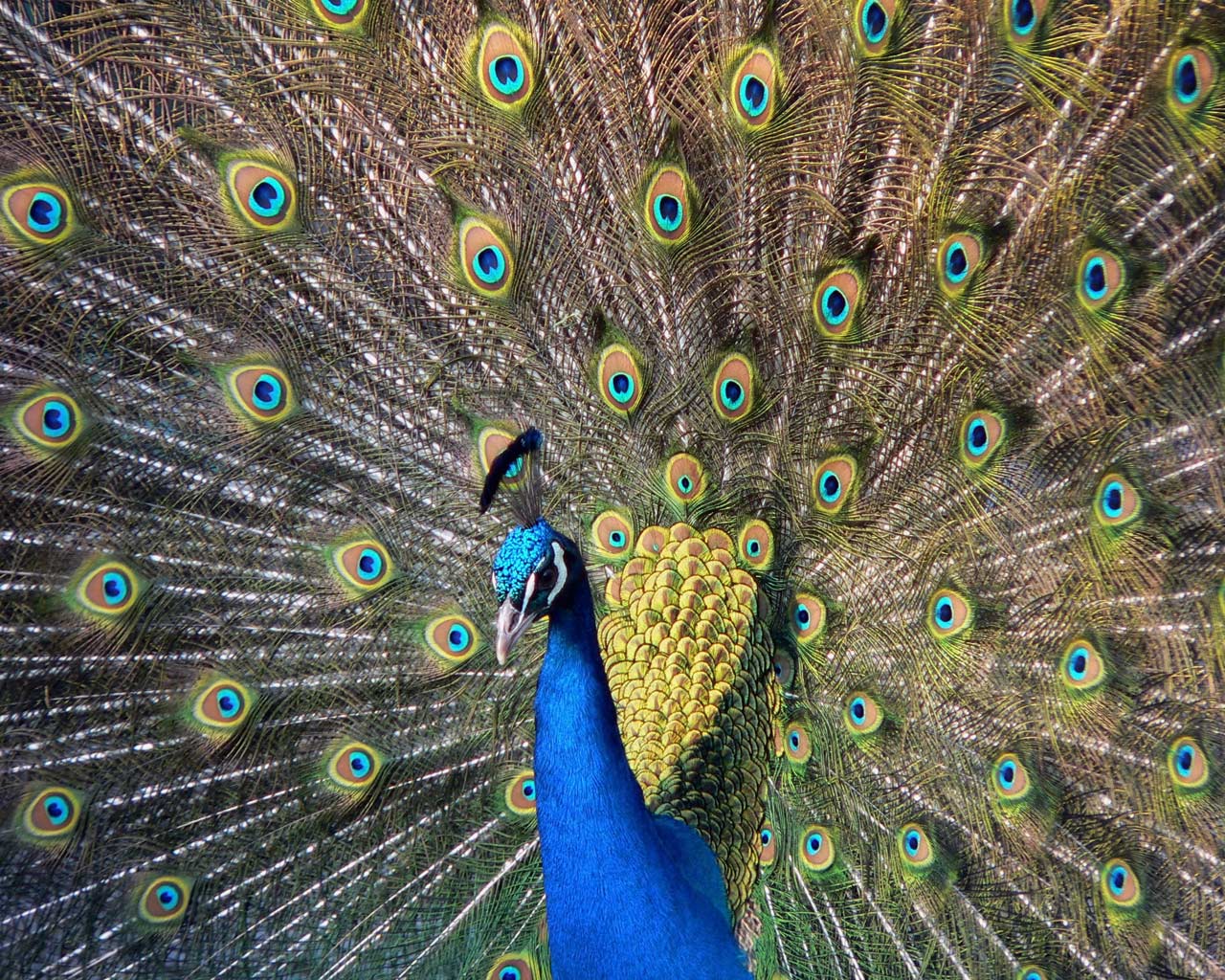 Beautiful Wallpapers Screensavers Collection - Peacock's Tail - HD Wallpaper 