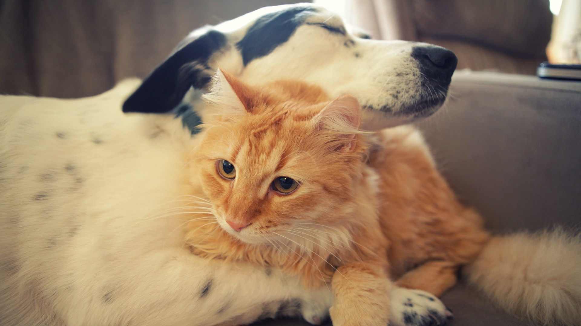 Animal Images Hd, Funny Wallpapers, Cute Animals, Screen, - Cat Dog Love Each Other - HD Wallpaper 