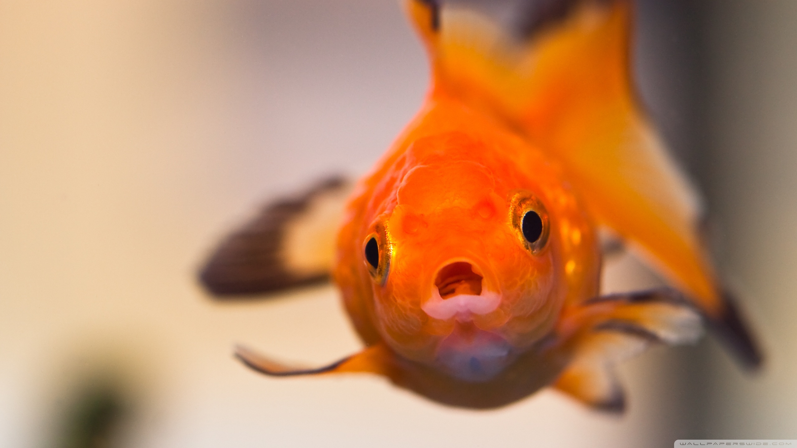 Gold Fishes Hd - HD Wallpaper 