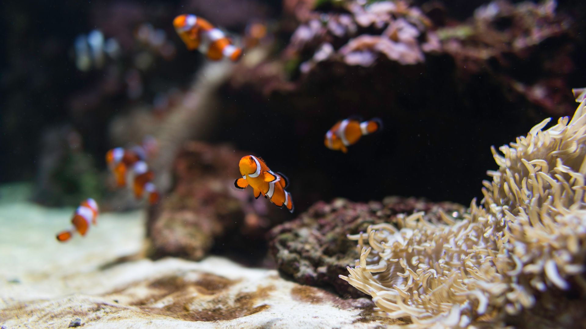 Clown Fish Wallpaper - Clown Fish - HD Wallpaper 