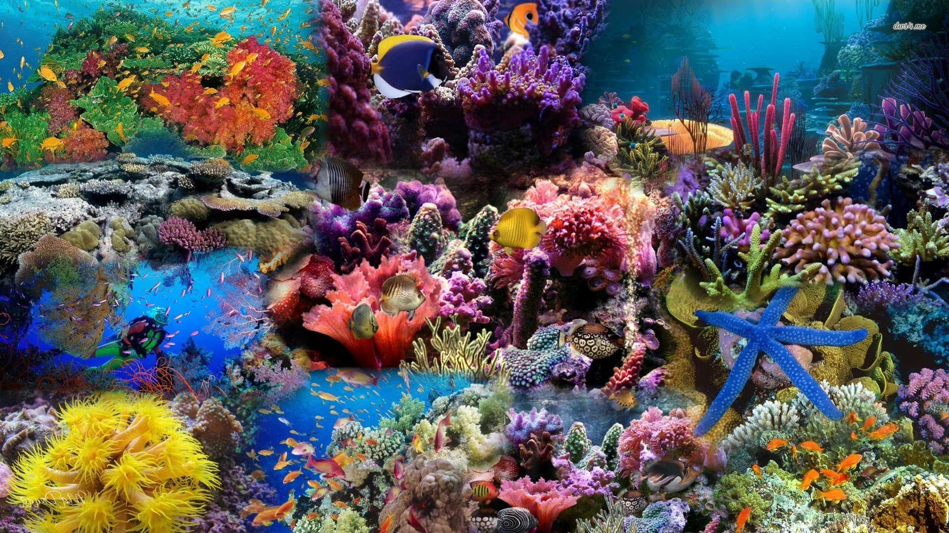 Under Sea Wallpaper Desktop 19x1080 Wallpaper Teahub Io