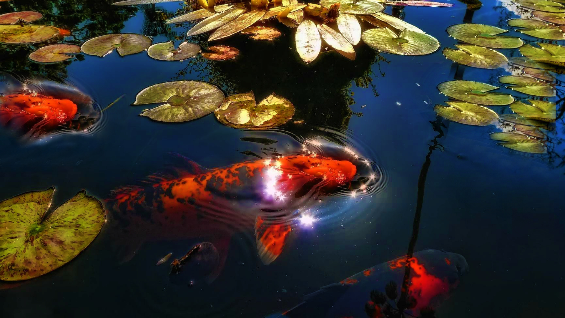 Goldfish Wallpapers Px, - 1920x1080 Wallpaper Goldfish Wallpapers Px, - 1920x1080 Wallpaper