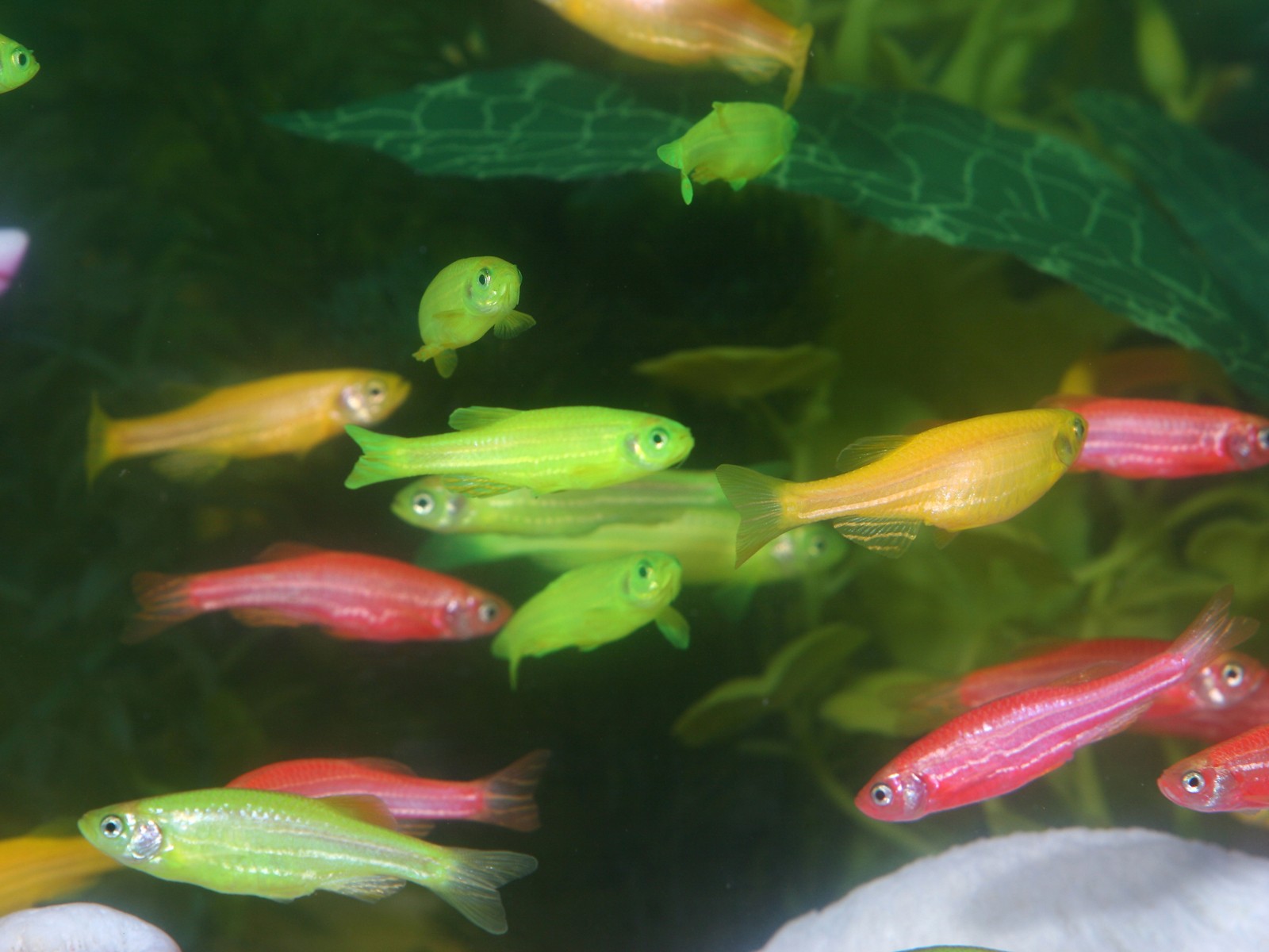 Wild Animals, Funny Wallpapers, Displar, Animal Wallpapers - Transgenic Animals - HD Wallpaper 