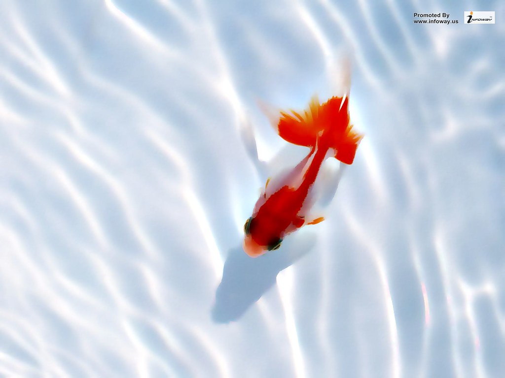 Huge Goldfish Birds Eye View - HD Wallpaper 