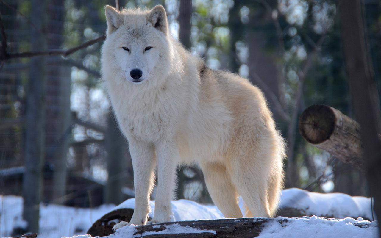 Best White Wolf - Wolf White - HD Wallpaper 