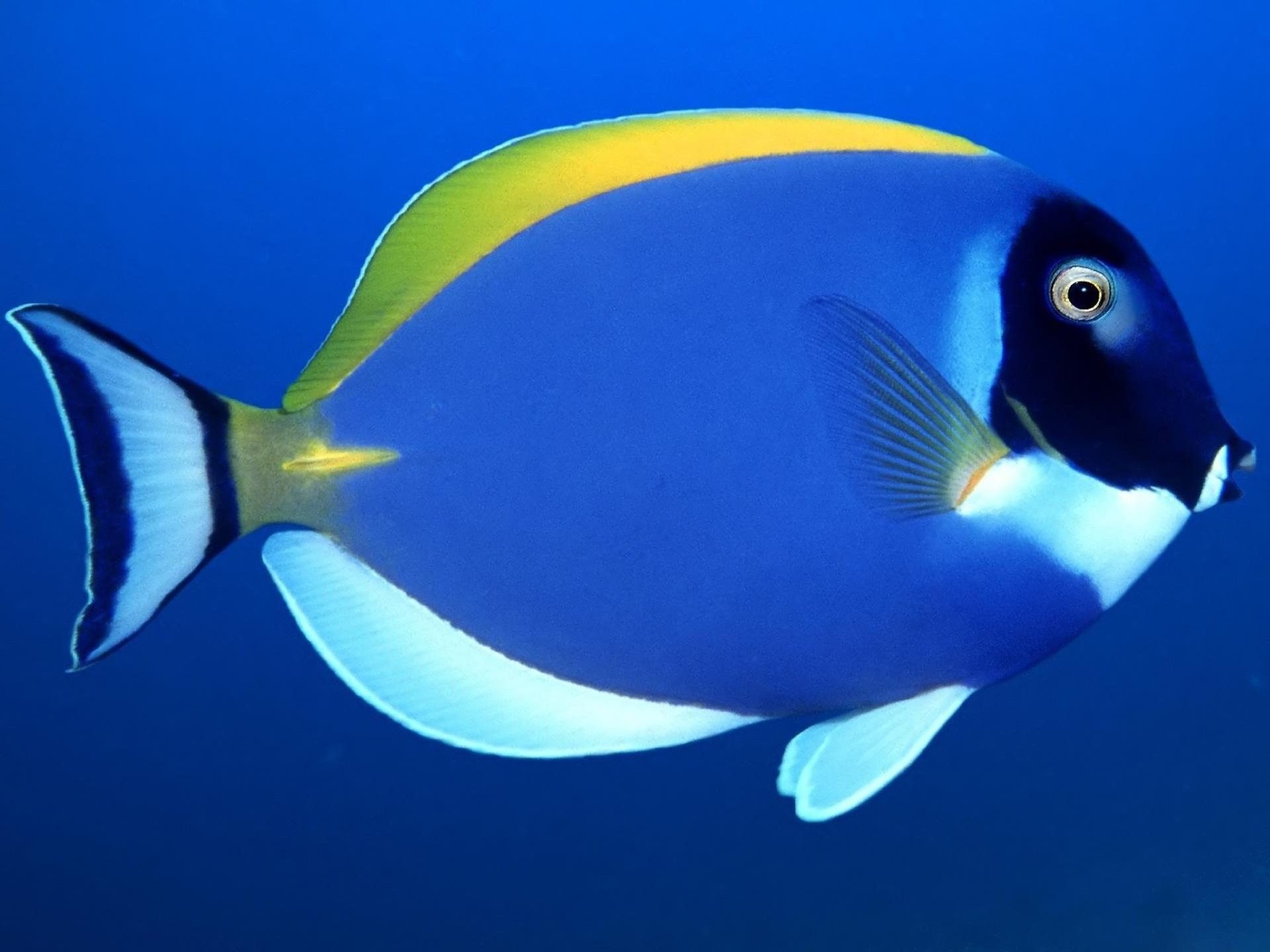 Fish Tropical Underwater Sea Ocean Tang Koi Live Wallpaper - Acanthurus Leucosternon - HD Wallpaper 