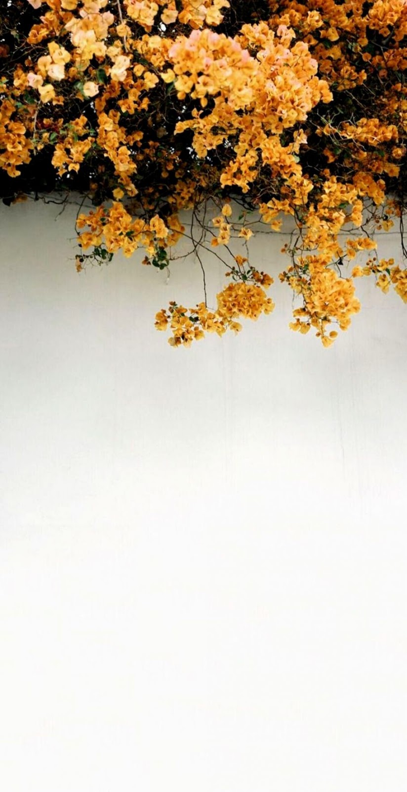 Image Result For Yellow Tumblr Wallpaper Yellow Theme Yellow Flower Wallpaper Iphone 824x1600 Wallpaper Teahub Io